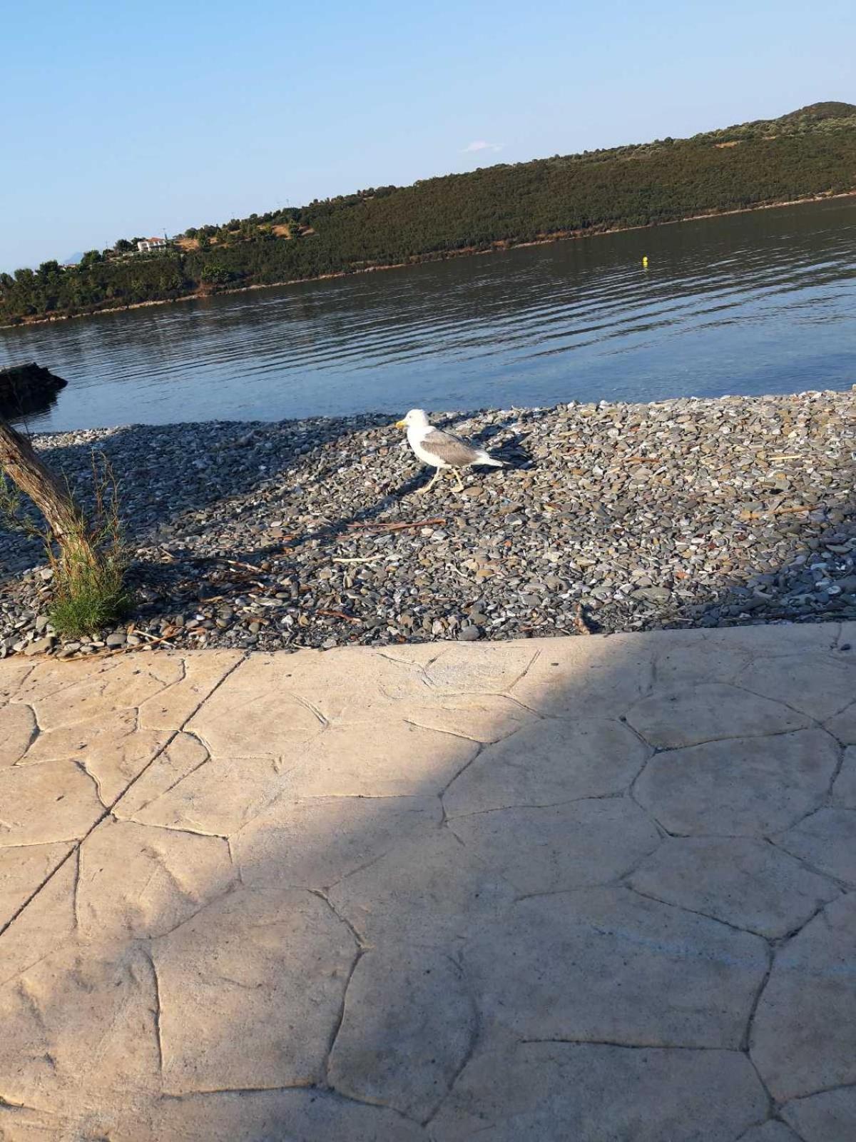 Glyfada'S Family Apartment Glifáda Fokídasz Kültér fotó
